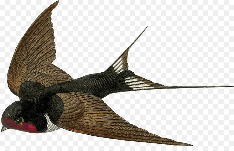 Engolir，Aves PNG