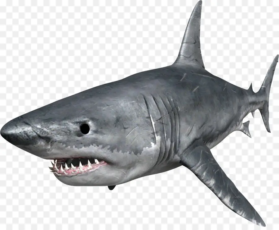 Evolução Do Tubarão Com Fome，Tubarão PNG