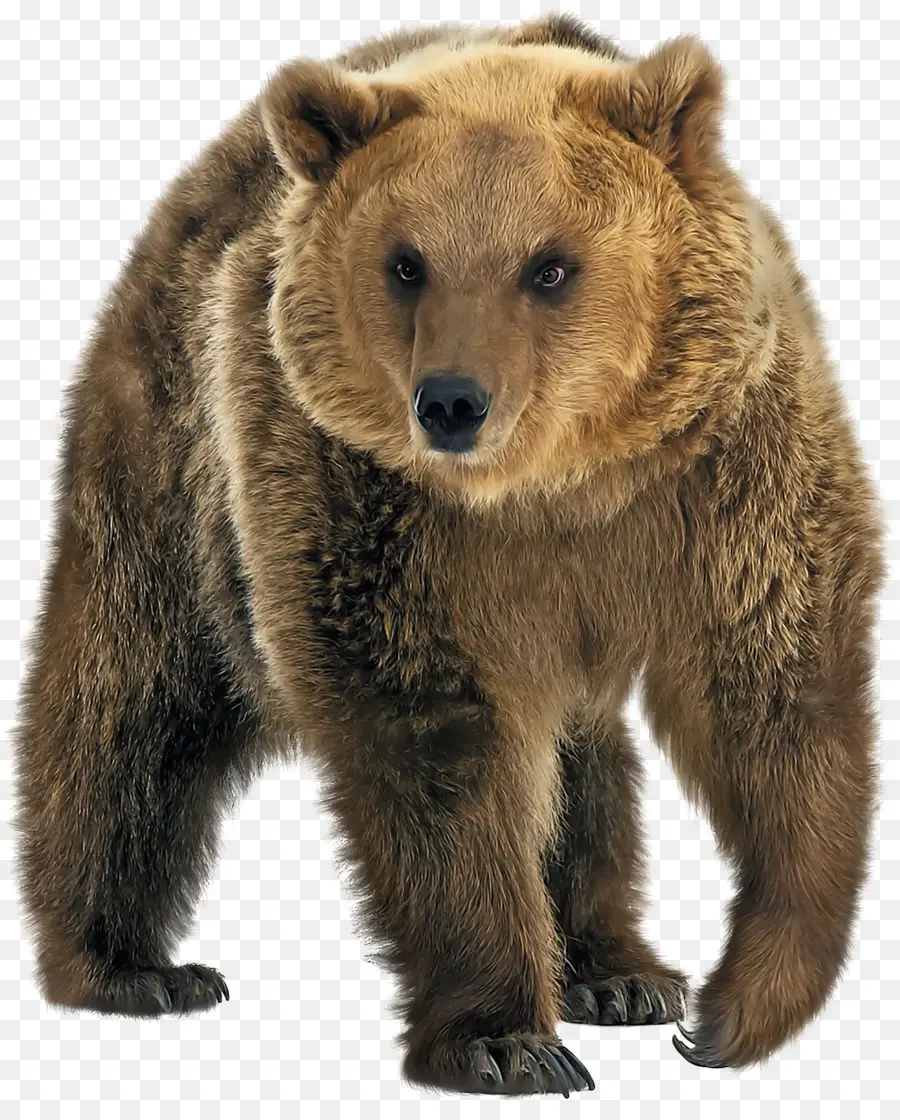 Urso Marrom，Urso Polar PNG