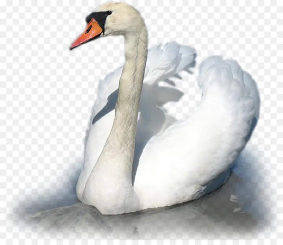 Cisne，Branco PNG