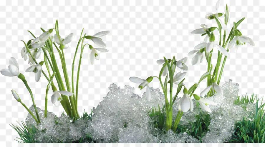 Flocos De Neve，Primavera PNG