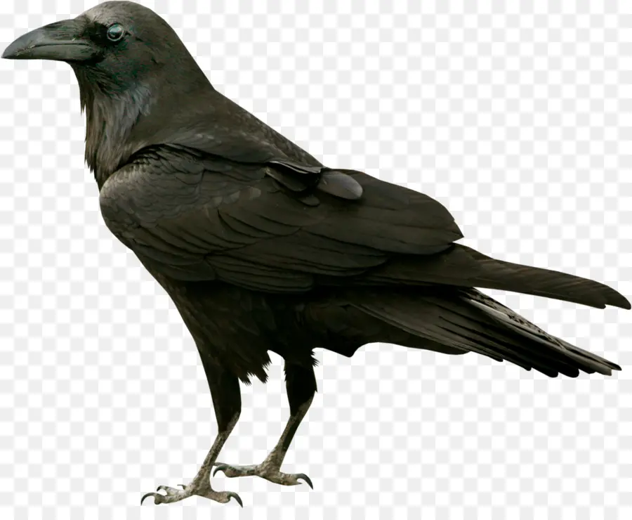 Comum Corvo，Raven PNG