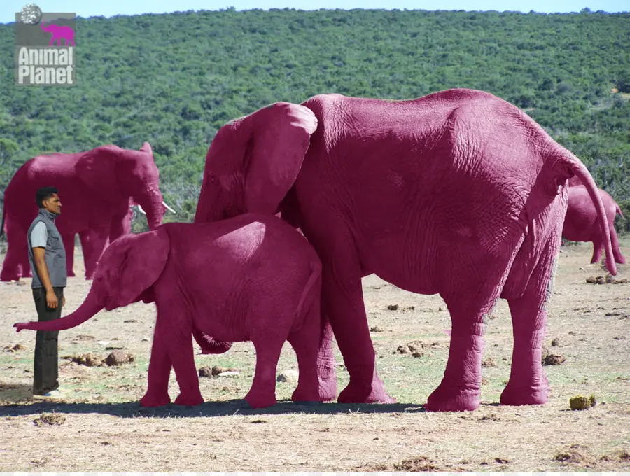 Elefante，Ver Elefantes Cor De Rosa PNG