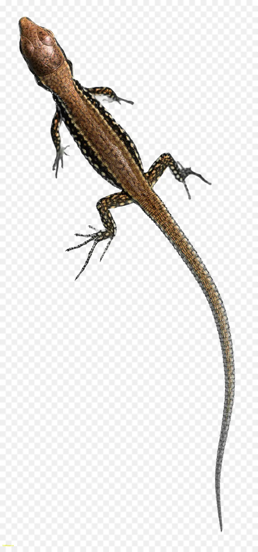 Lagarto，Réptil PNG