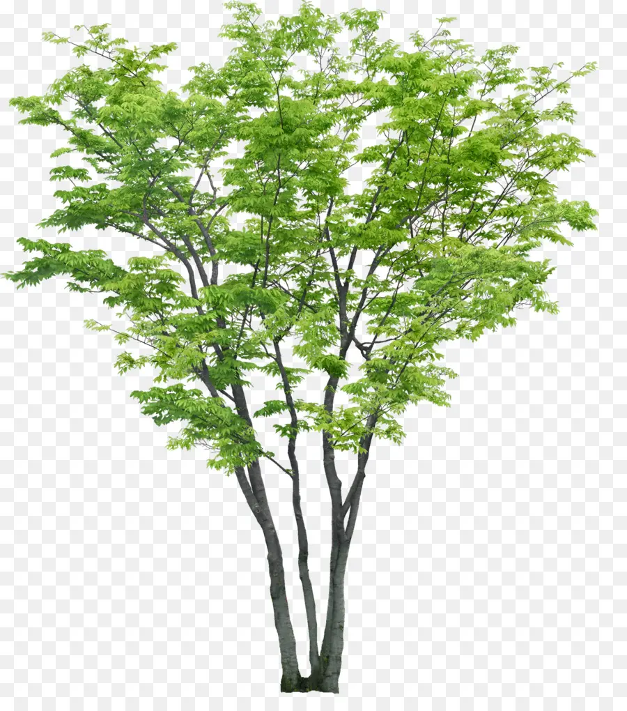 árvore，Renderização PNG