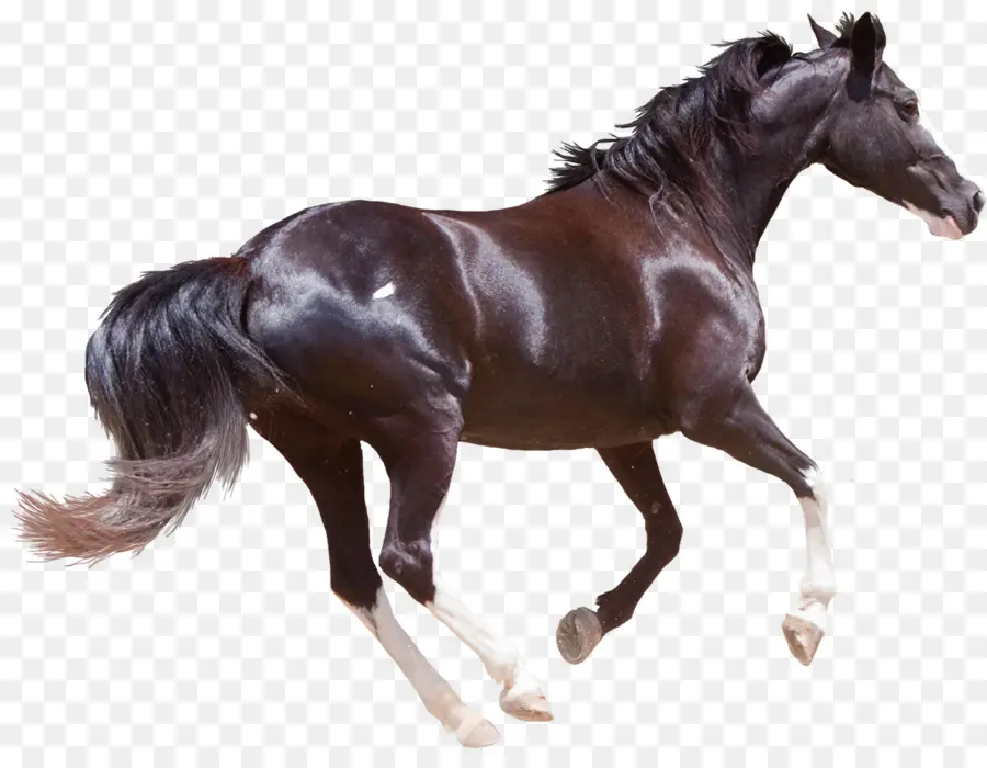 Muitas Cavalo，Morgan Cavalo PNG