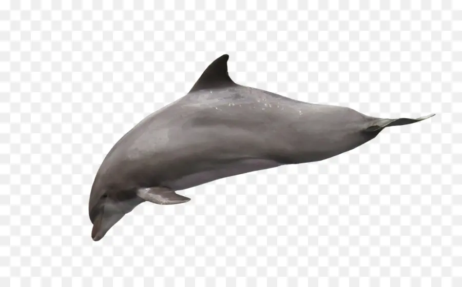 Dolphin，Download PNG