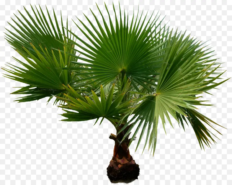 Arecaceae，Planta De Casa PNG