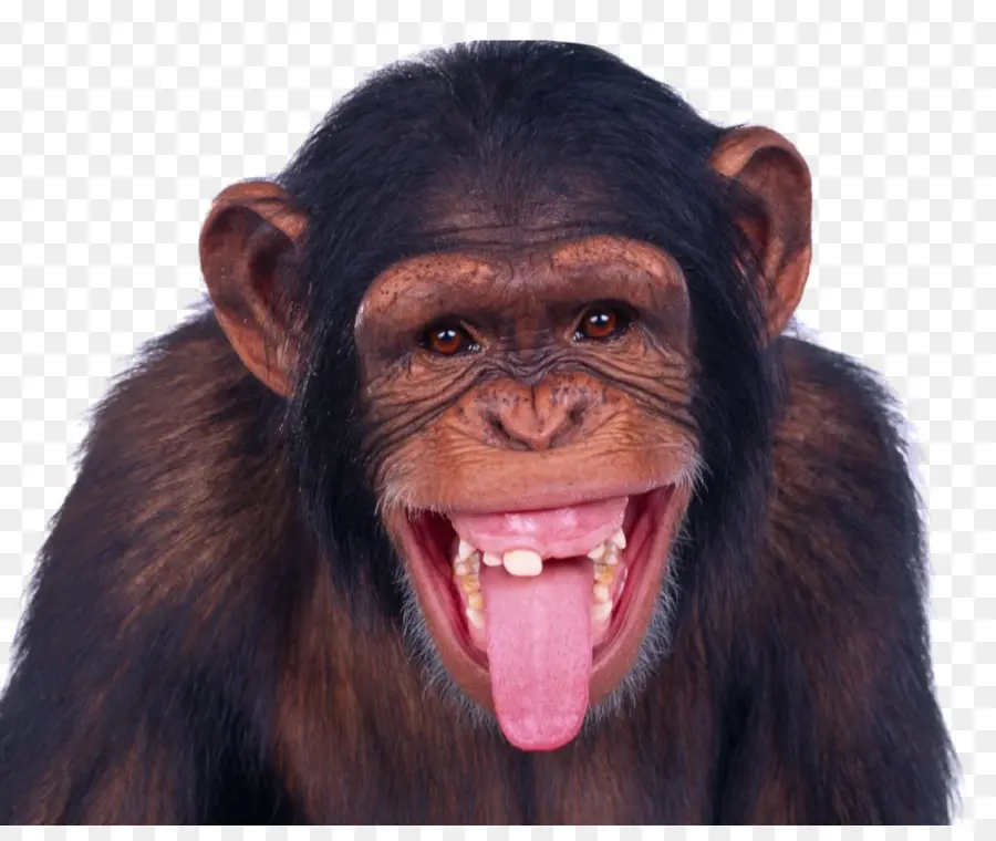 Chimpanzé，Mandril PNG