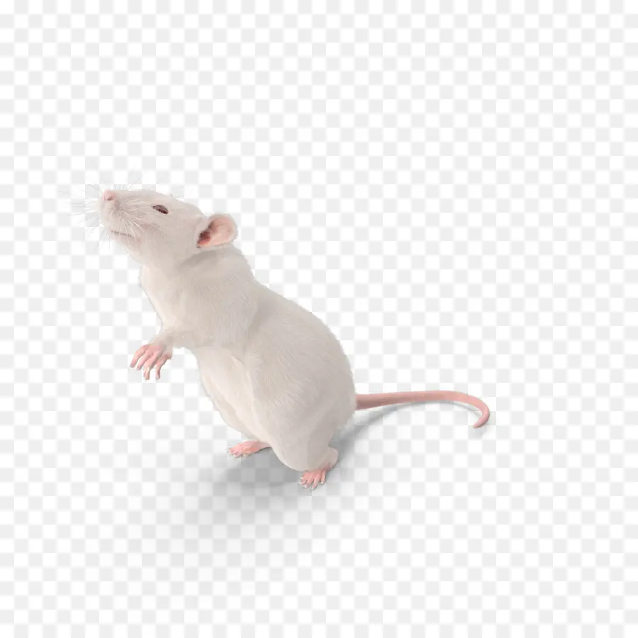 Mouse，Marrom De Ratos PNG