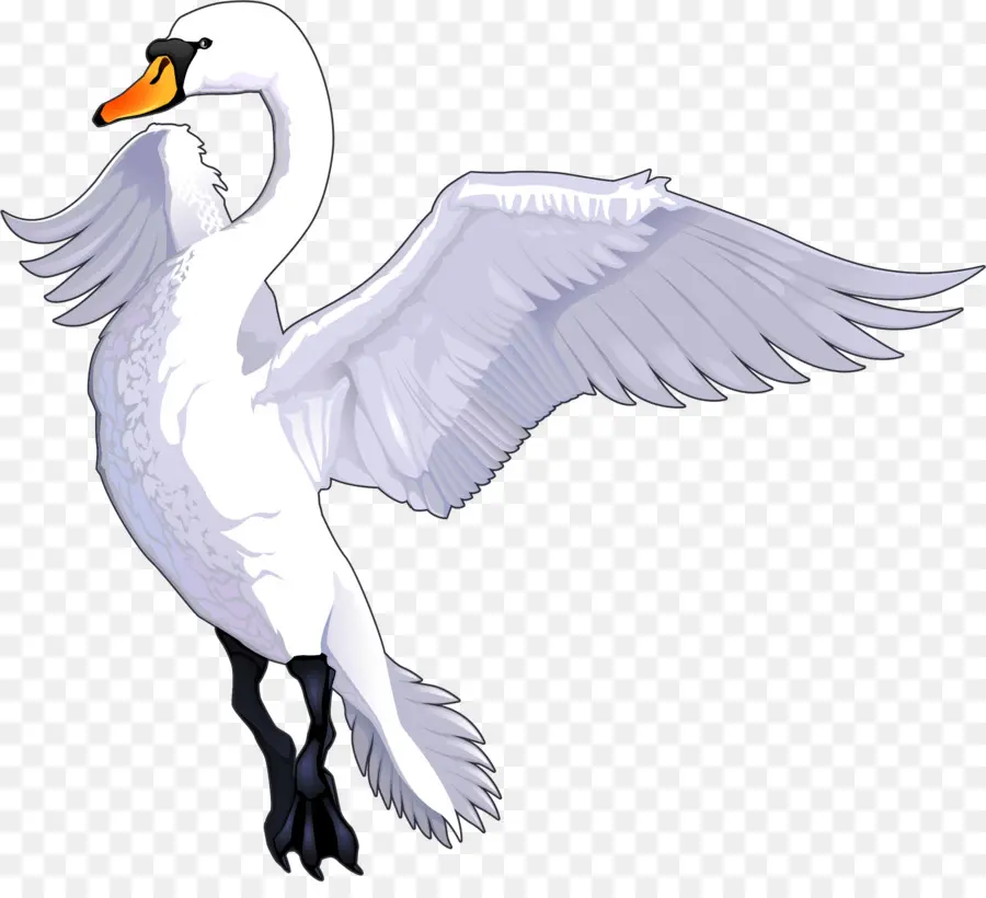 Cisne，Pássaro PNG