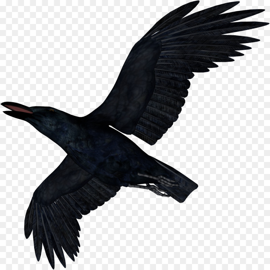 Aves，Comum Corvo PNG