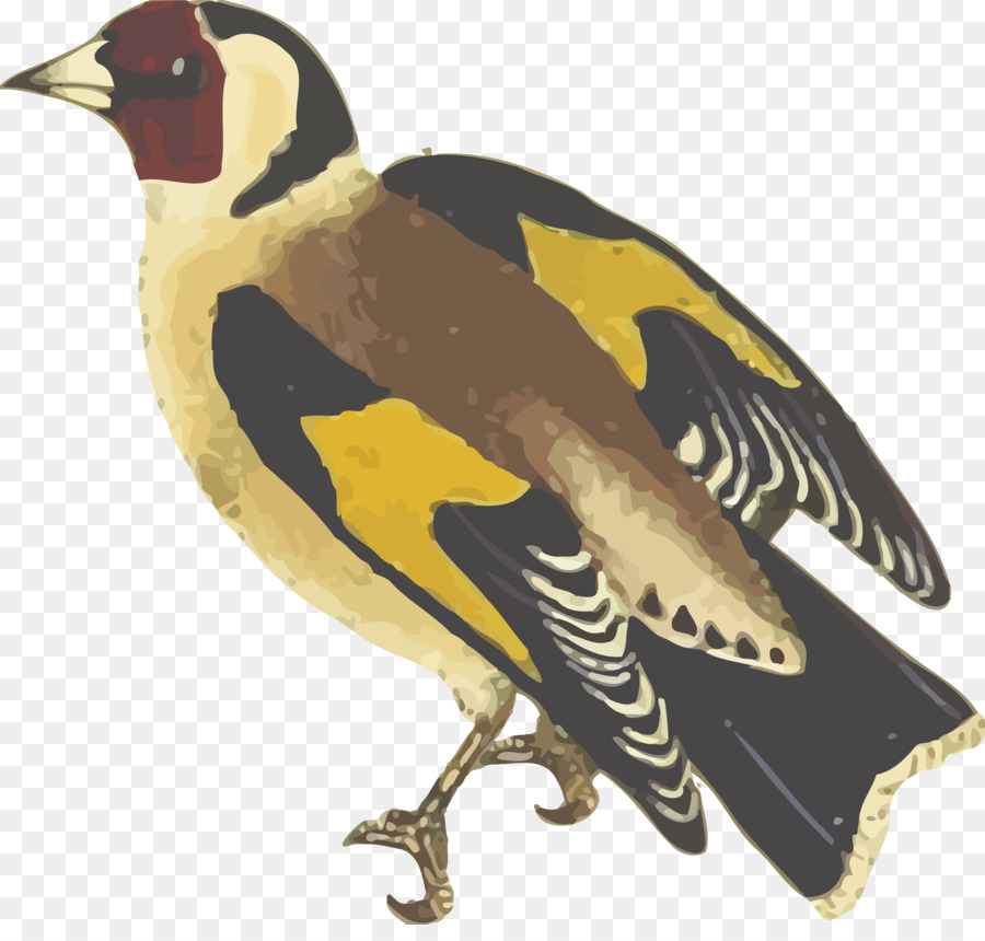 Finch，Aves PNG