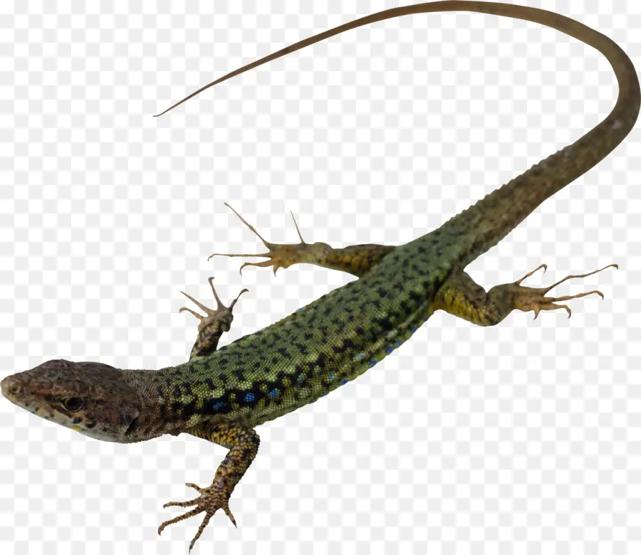 Lagarto，Réptil PNG