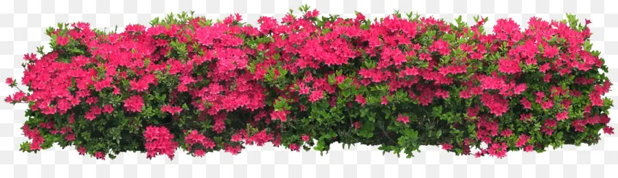 Arbustos Con Flor，Arbusto PNG