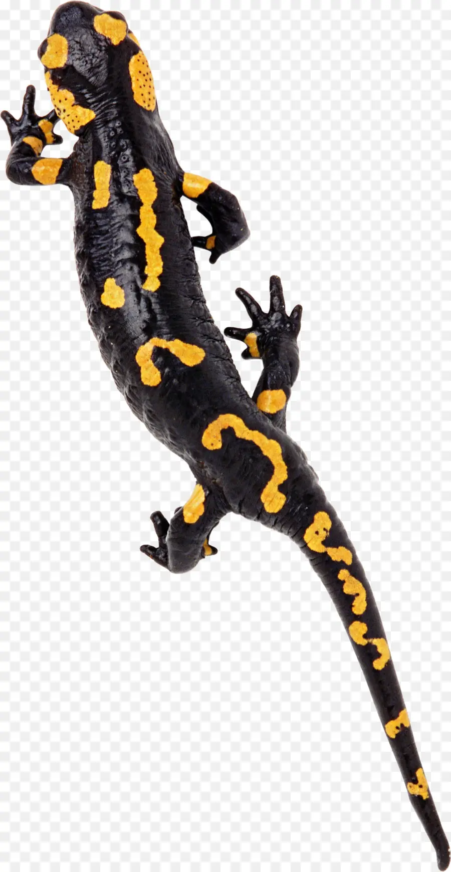 Salamandra，Anfíbio PNG