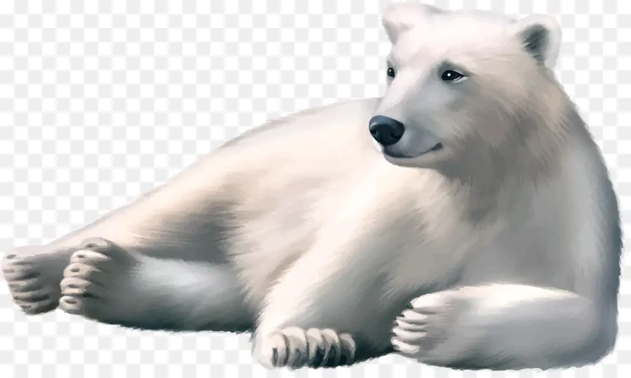 Urso Polar，ártico PNG