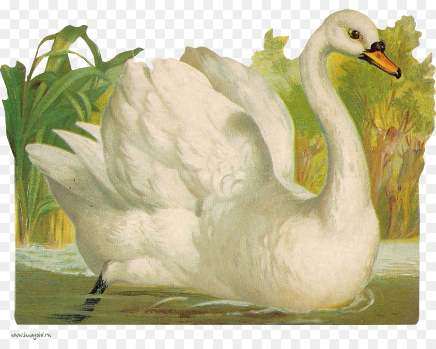 Cisne Branco，Pássaro PNG