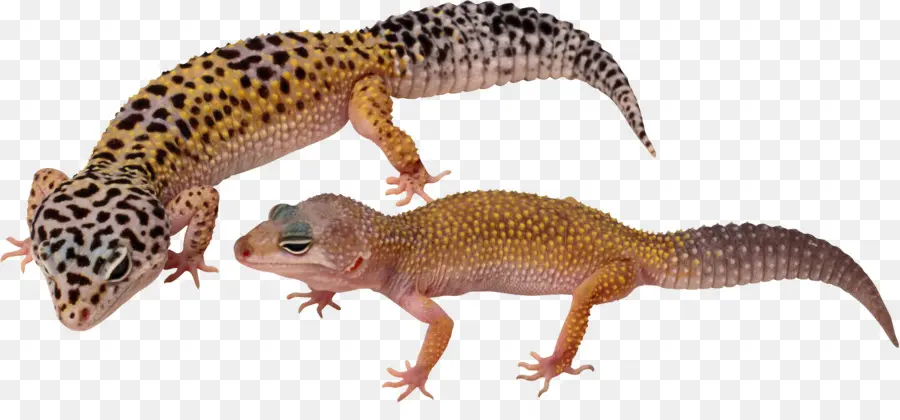 Lagartixas Leopardo，Lagartixa PNG