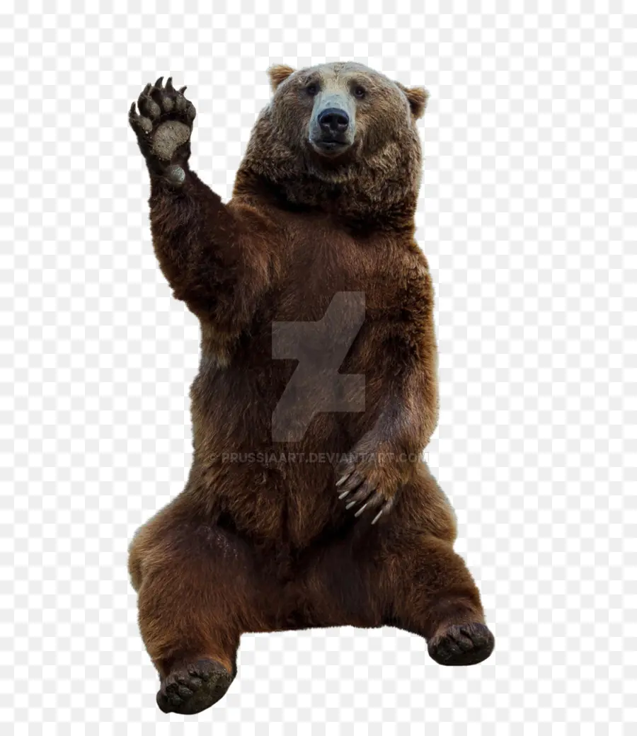 Urso Pardo，Animal PNG