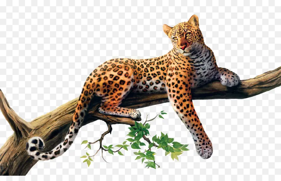 Africano Leopardo，Cheetah PNG
