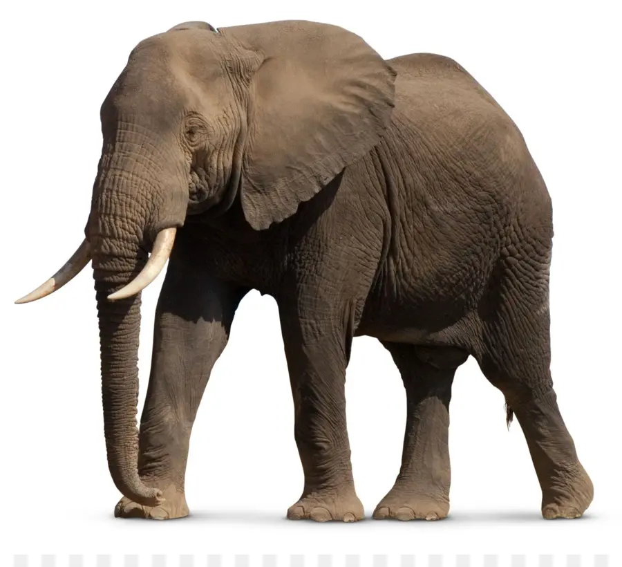 Elefante Africano，Elefante Asiático PNG