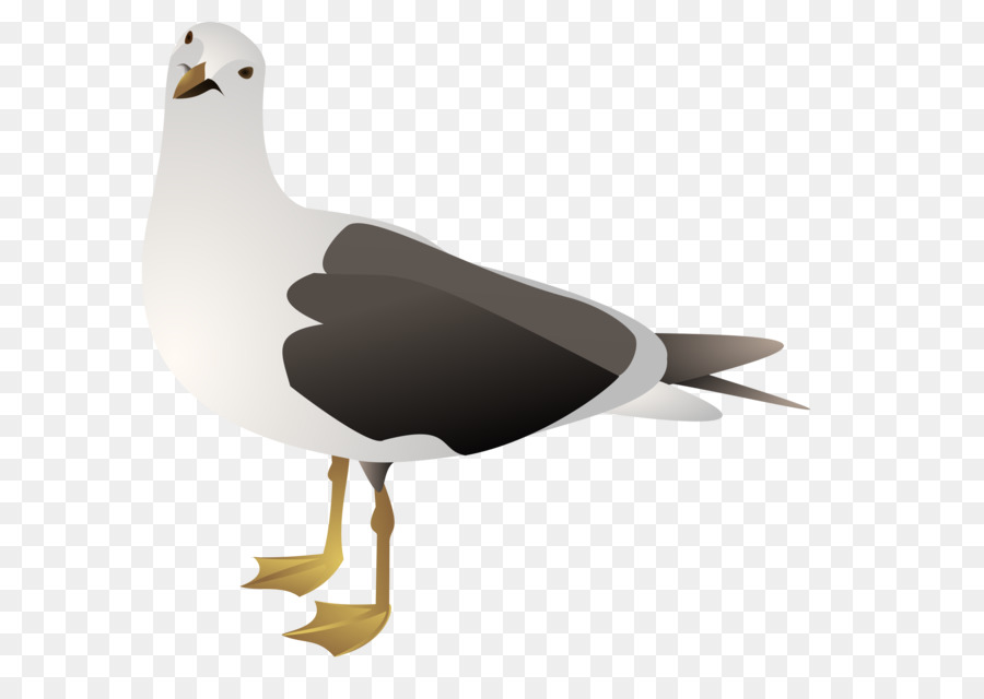 Pato，Pássaro PNG