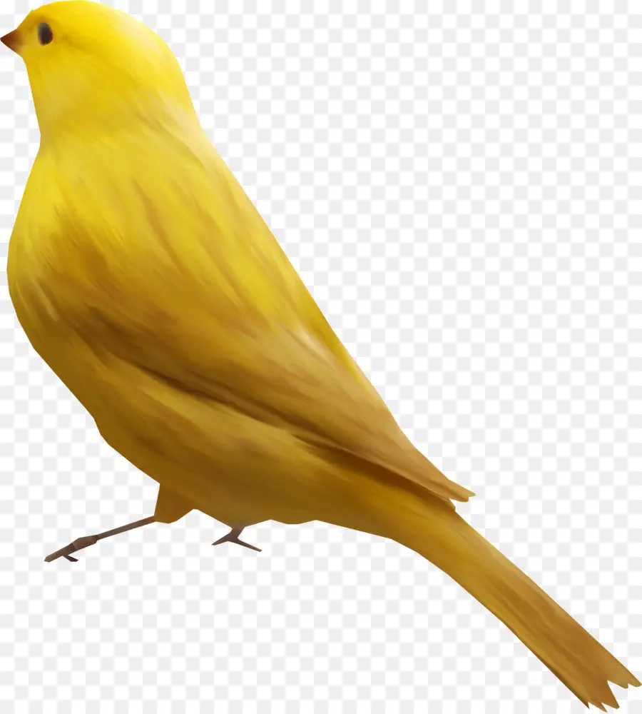 Pássaro Amarelo，Amarelo PNG