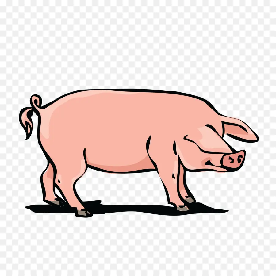 O Porco Doméstico，A Carne De Porco PNG