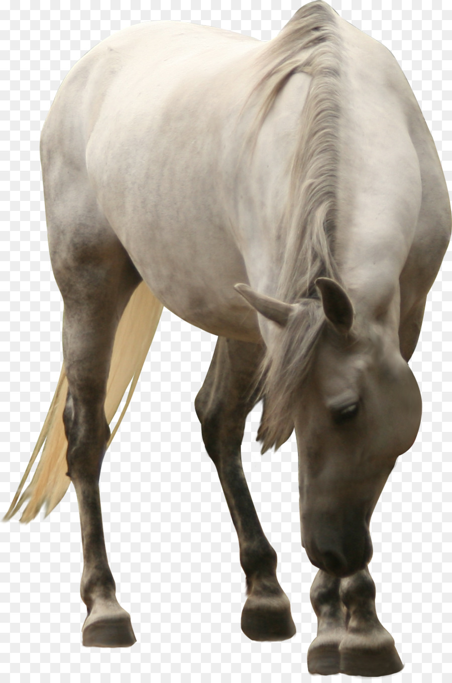 Cavalo，Equino PNG