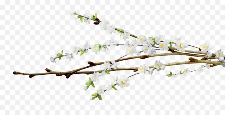 Flores Brancas，Filial PNG