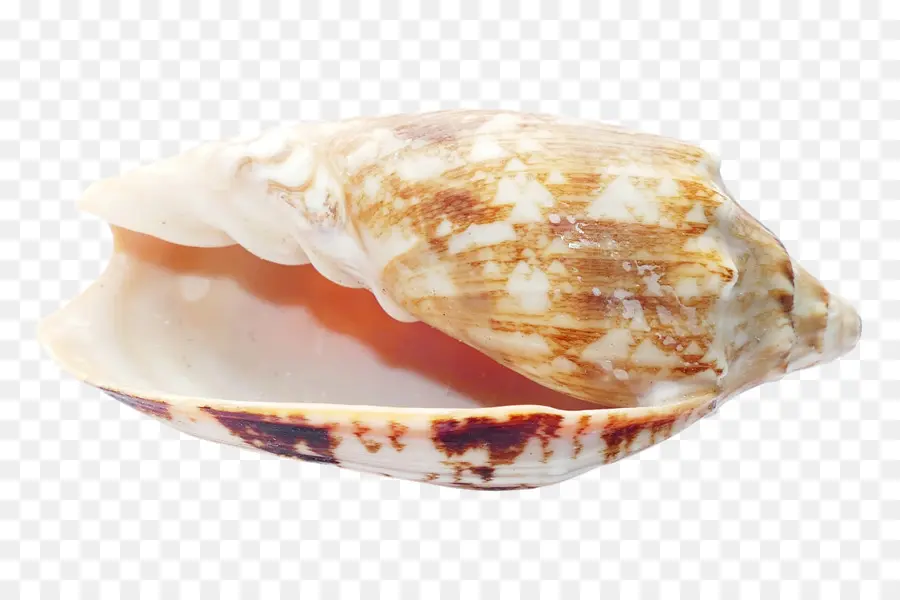 Concha，Oceano PNG