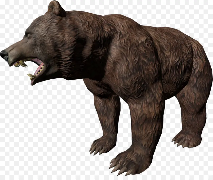 Urso，Selvagem PNG