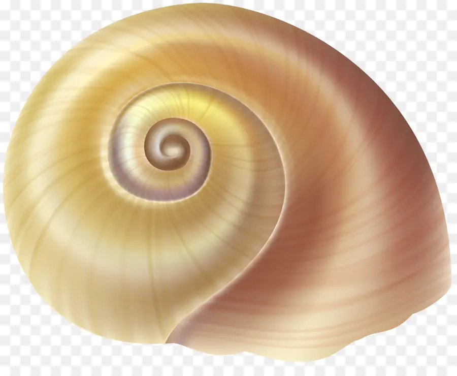 Gastrópodes，Seashell PNG