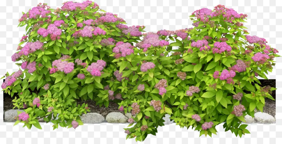 Flor，Arbusto PNG