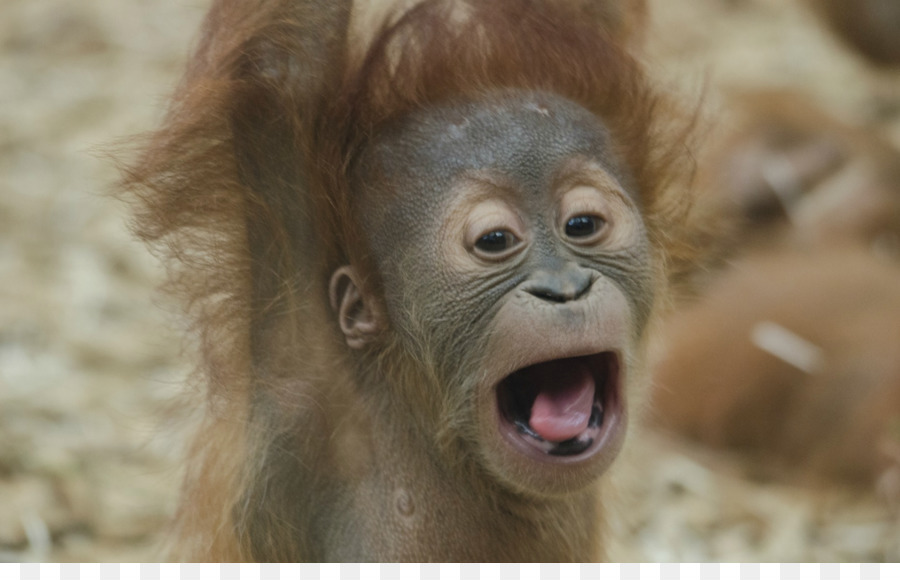 Bornéu，Bornean Orang Utan PNG