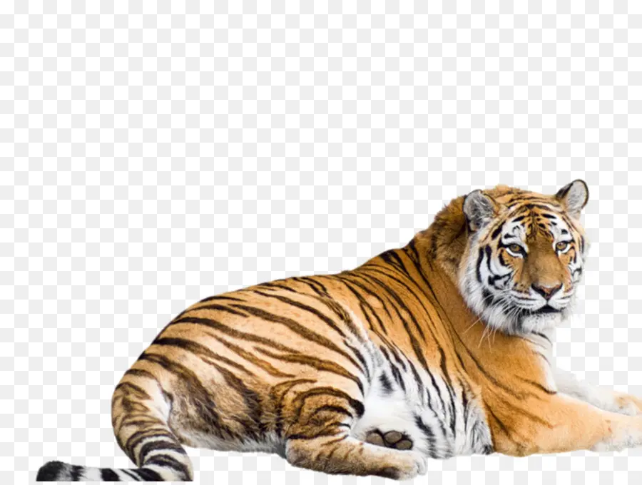 Siberian Tiger，Tigre De Bengala PNG