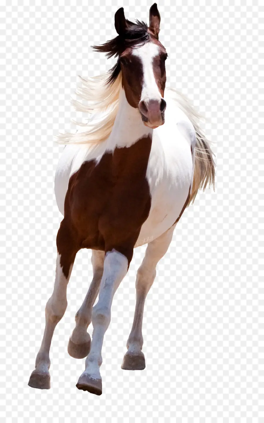 Mustang，A American Paint Horse PNG