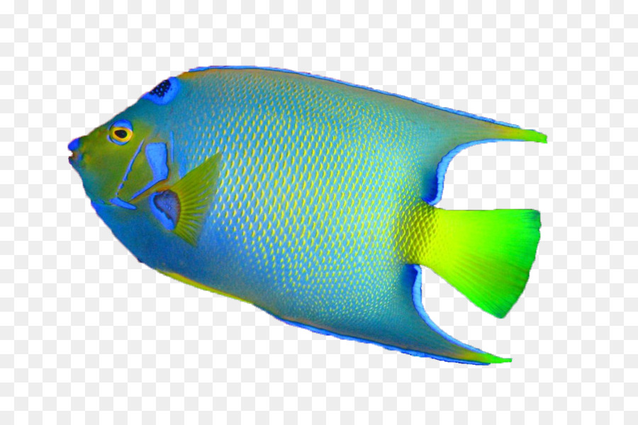 Peixe Colorido，Marinho PNG