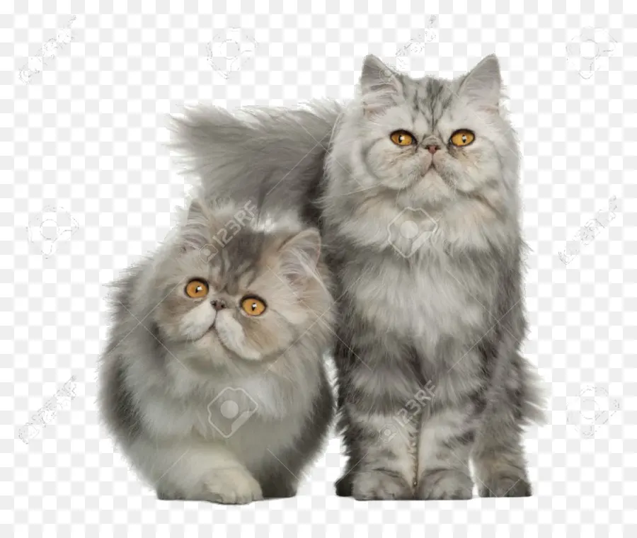 Gatos Persas，Peludo PNG