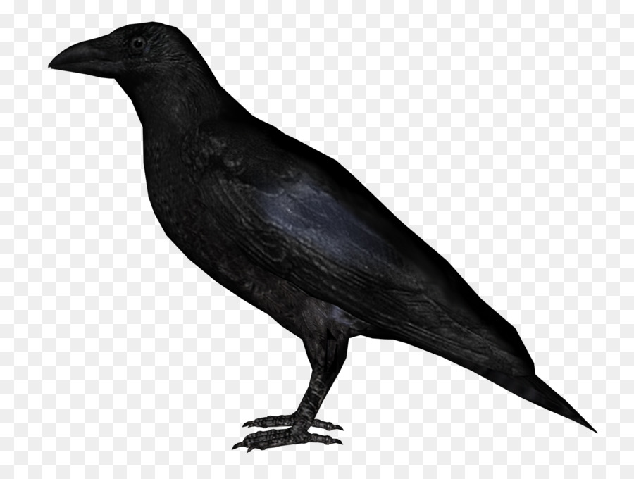 Rook，Transparência E Translucidez PNG