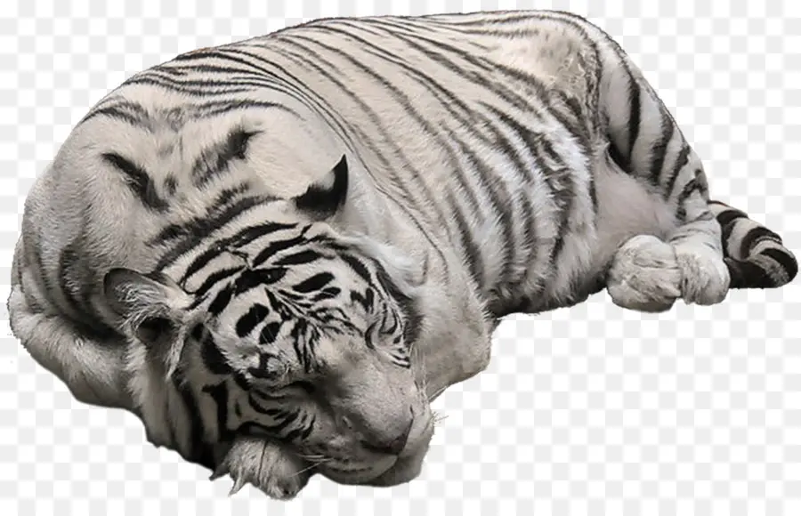 Tigre Branco，Gato Grande PNG