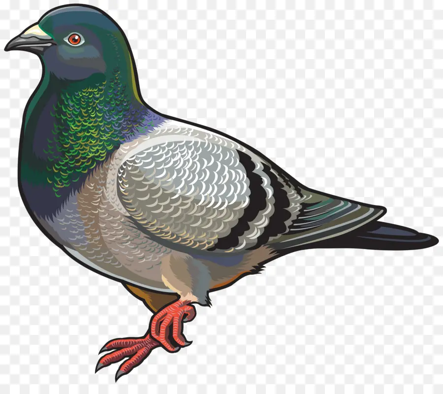 Pombo，Pássaro PNG