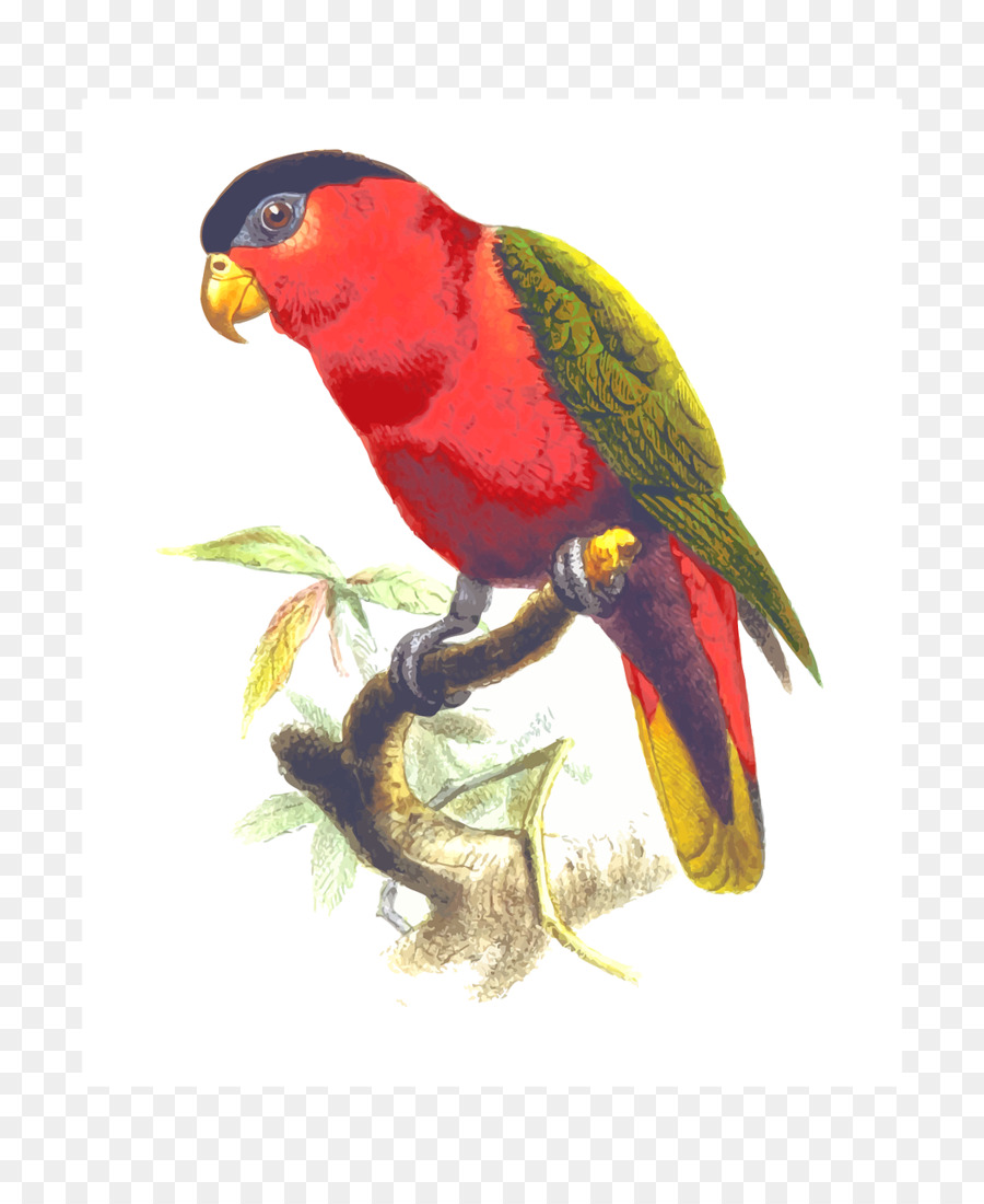 Papagaio Verdadeiro，Aves PNG