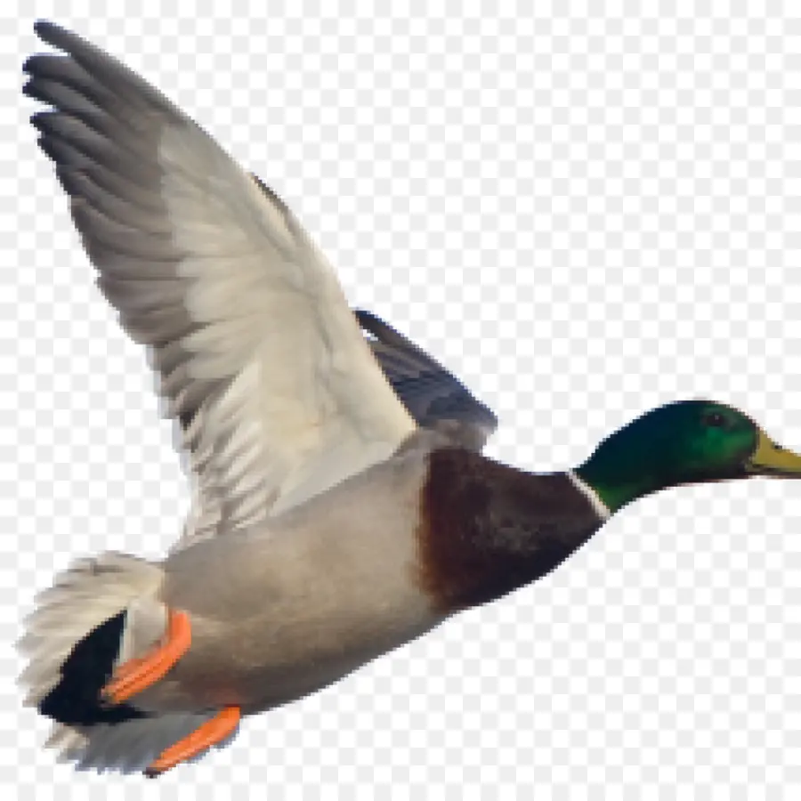 Pato，Pássaro PNG