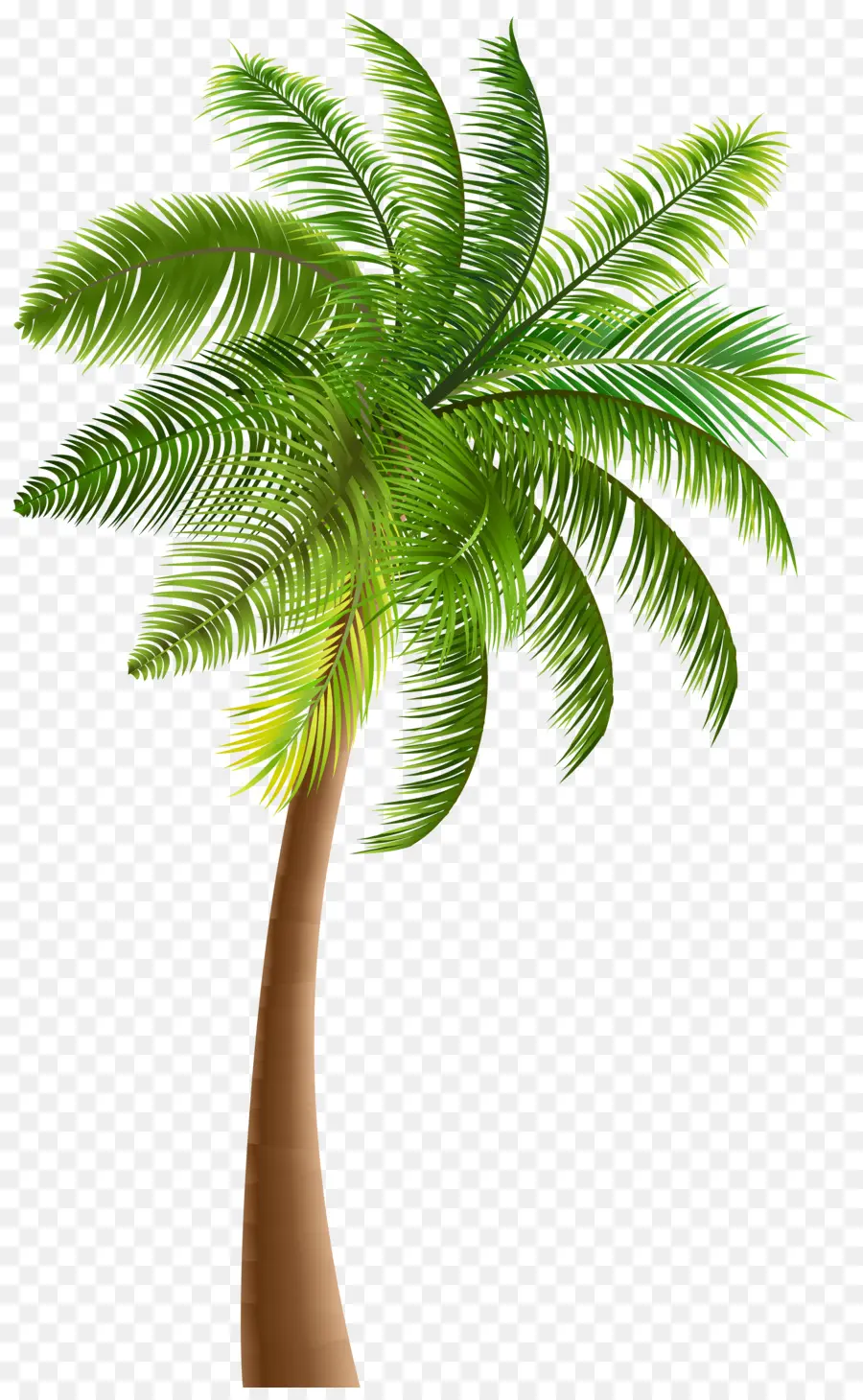 Arecaceae，árvore PNG