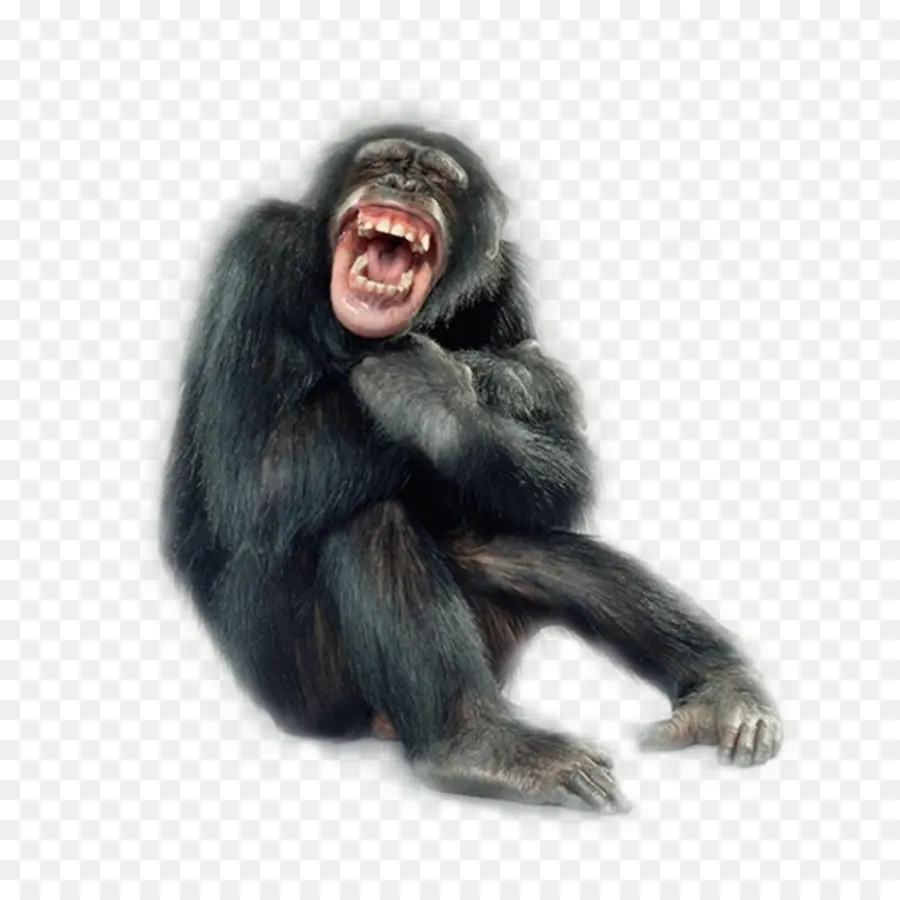 De Primatas，Elástico De Borracha Corpo Retratos PNG