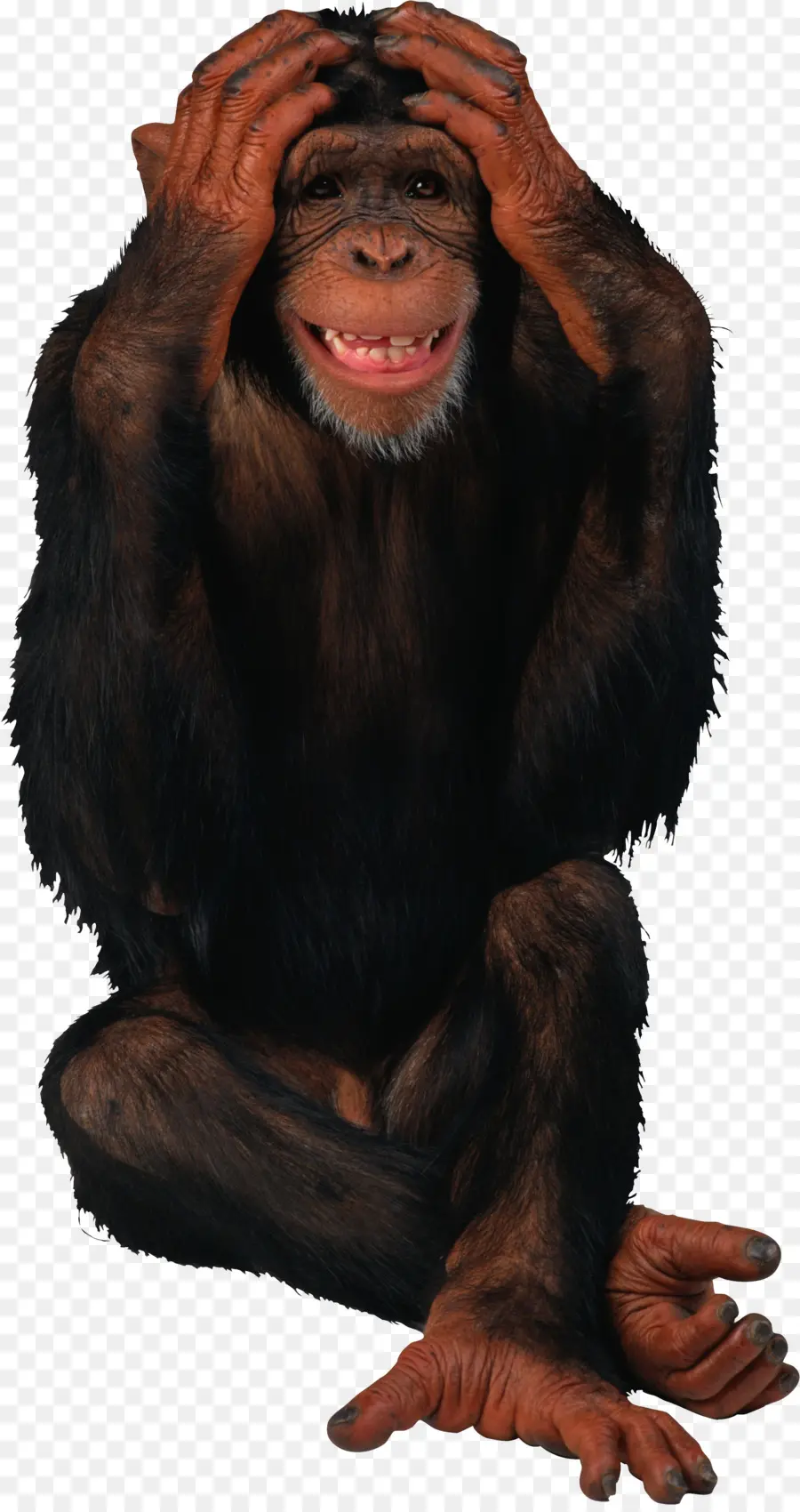 Chimpanzé，Macaco PNG