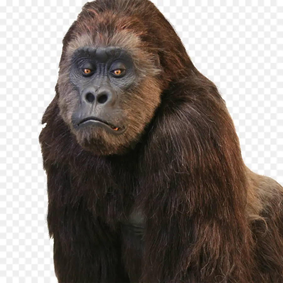 Gorila Ocidental，Chimpanzé Comum PNG