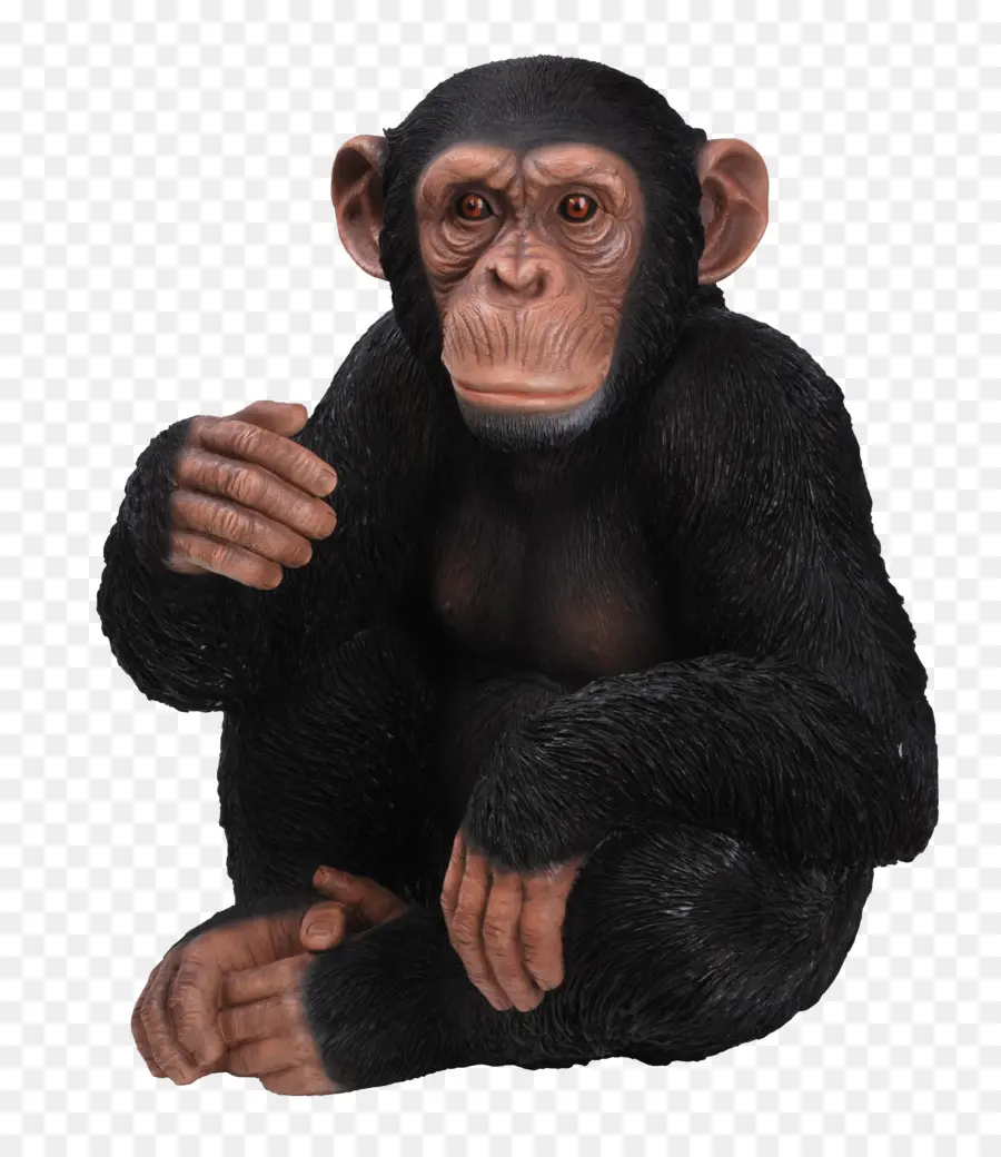 Chimpanzé，Gorila PNG